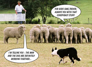 Sheep on a farm in conspiracy theory shocker
