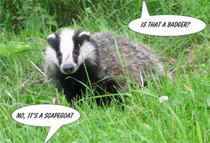 Badgers are scapegoats
