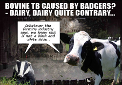 Do badgers cause Bovine TB? No