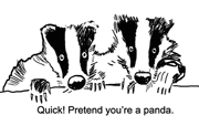 Badgers under threat of culling