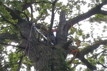 Tree protesters at Titnore Woods, June 2006 